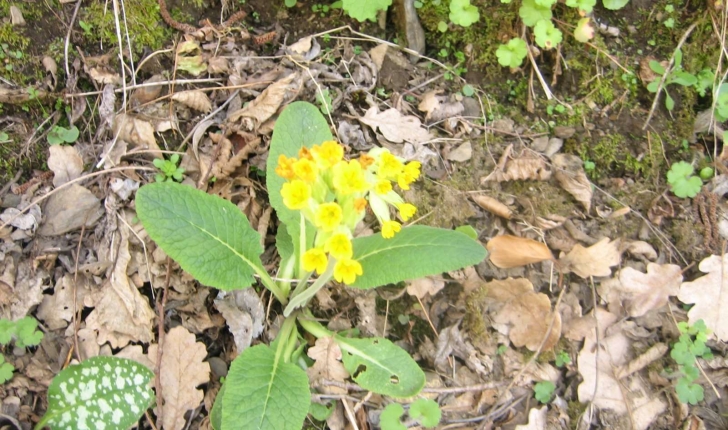 Primula elatior (L.) Hill