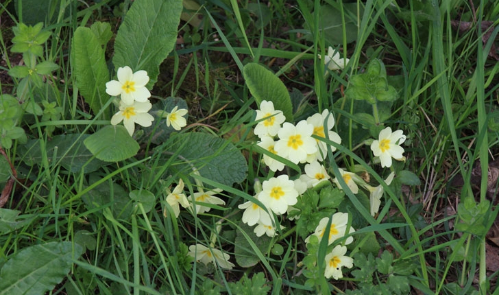 Primula vulgaris