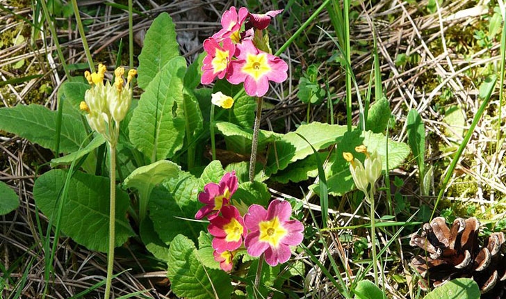 Primula vulgaris
