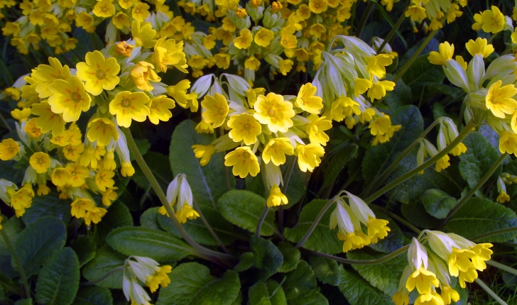 Primula veris L., 1753