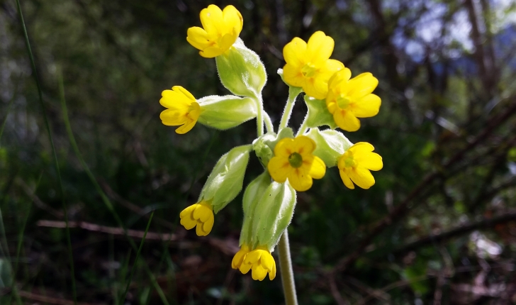 Primula veris L., 1753