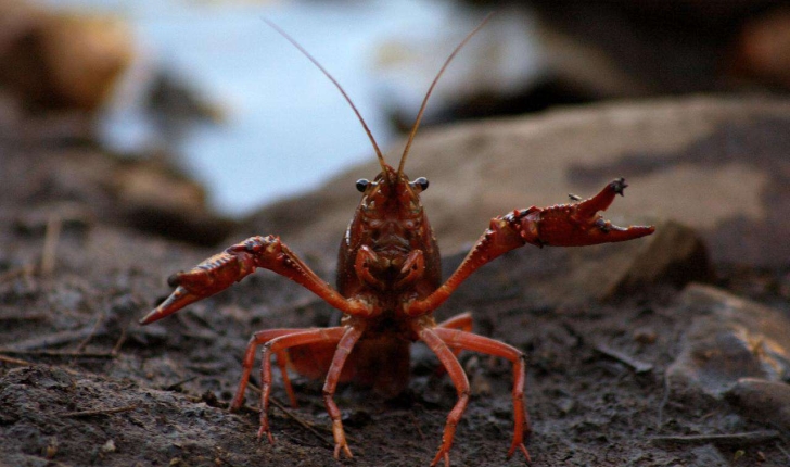 Procambarus clarkii (Girard, 1852)