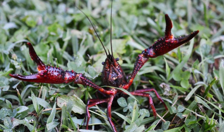 Procambarus clarkii (Girard, 1852)
