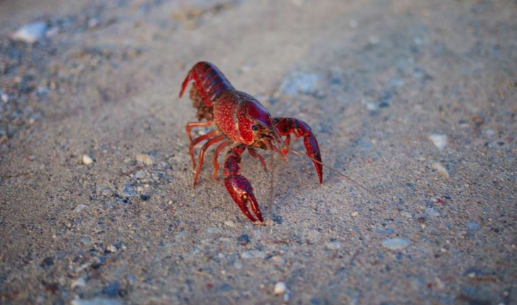 Procambarus clarkii (Girard, 1852)
