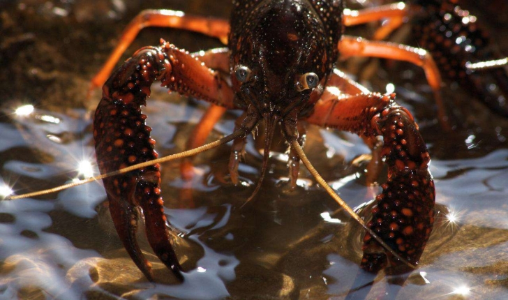 Procambarus clarkii (Girard, 1852)