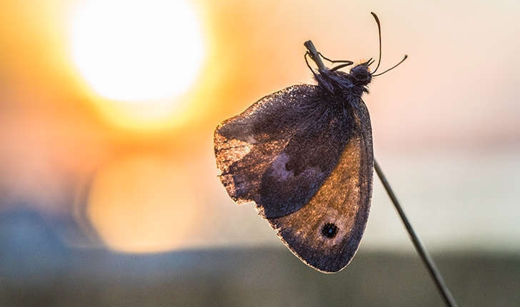 Coenonympha pamphilus (Linnaeus, 1758)
