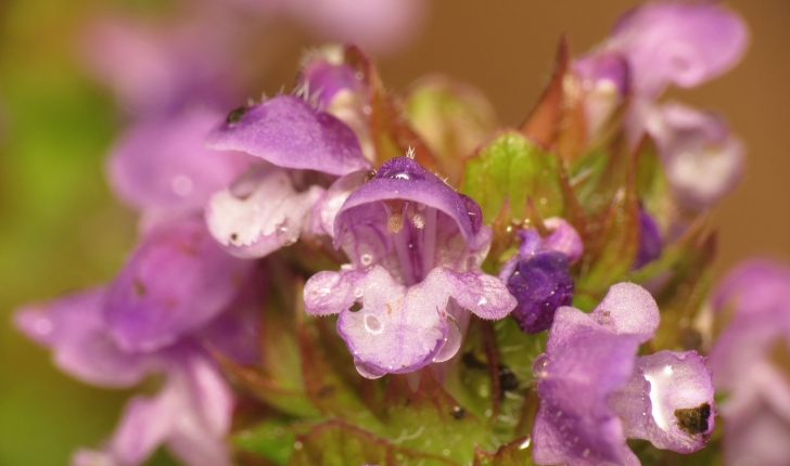 Prunella vulgaris L., 1753