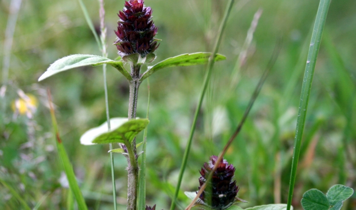 Prunella vulgaris L., 1753