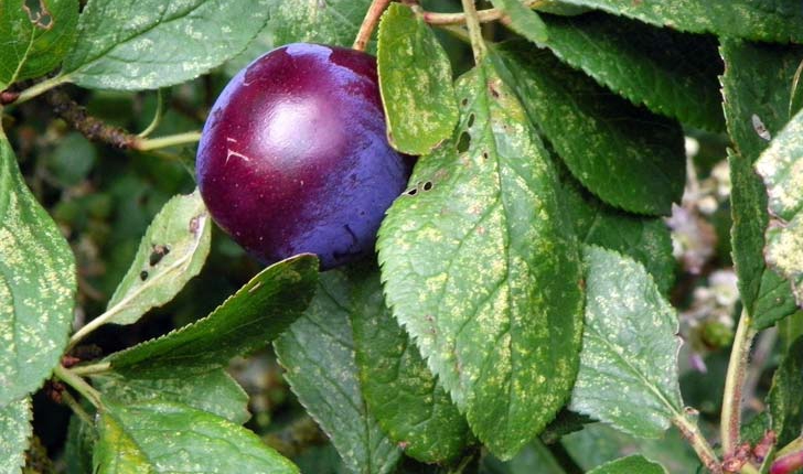 Prunus insititia