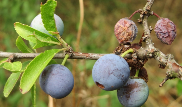 Prunus spinosa