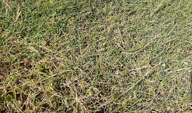Puccinelle (Crédits: Stéphanie RITZ)