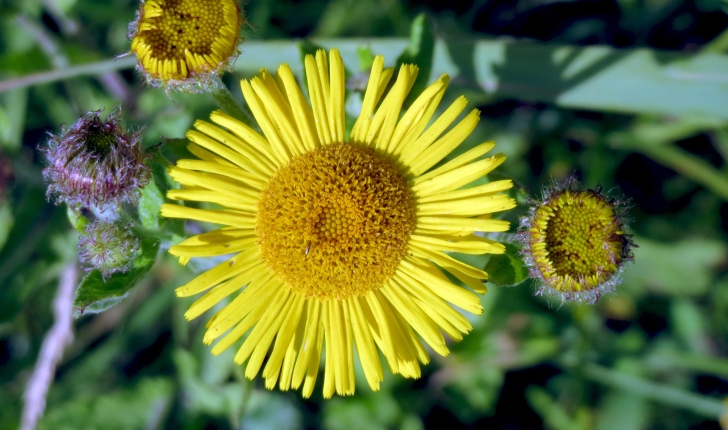 Pulicaria dysenterica (L.) Bernh., 1800