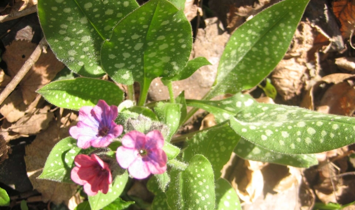 Pulmonaria affinis Jord.
