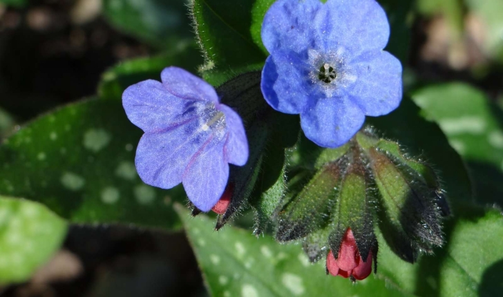 Pulmonaria affinis Jord.