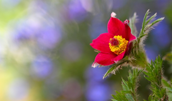 Anemone rubra