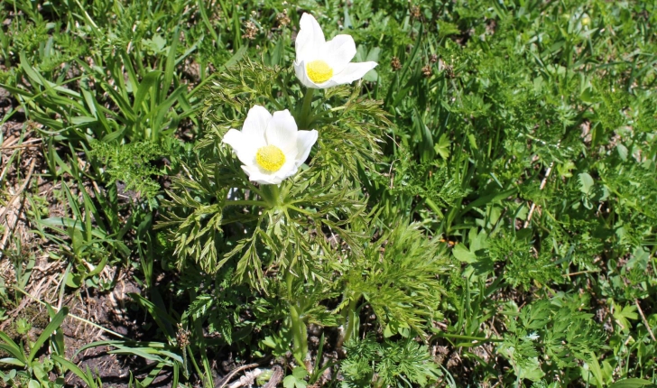 Anemone alpina L., 1753