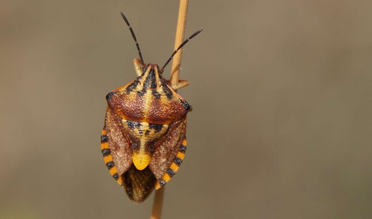 Pentatomidae