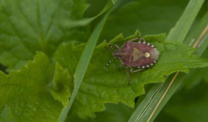 Pentatomidae
