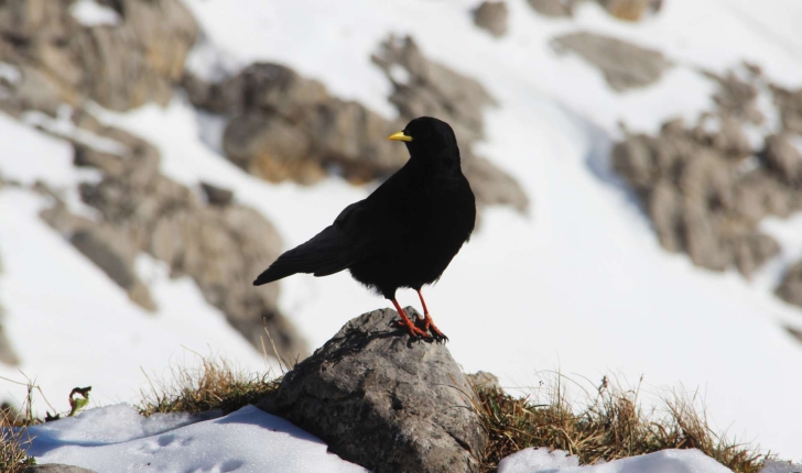 Pyrrhocorax graculus (Linnaeus, 1766)