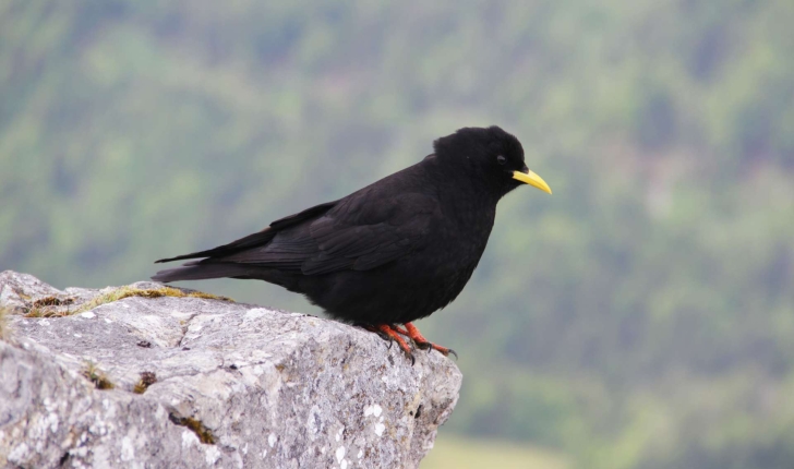 Pyrrhocorax graculus (Linnaeus, 1766)