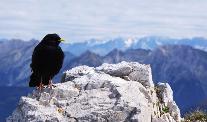 Pyrrhocorax graculus (Linnaeus, 1766)