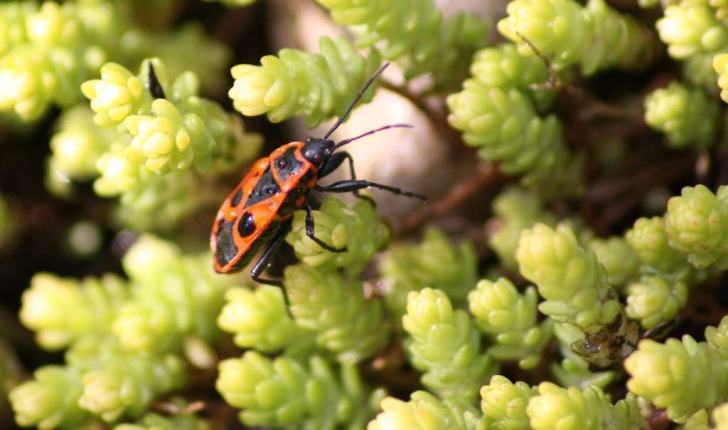 Pyrrhocoris apterus (Linnaeus, 1758)