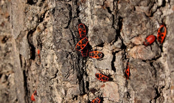 Pyrrhocoris apterus (Linnaeus, 1758)