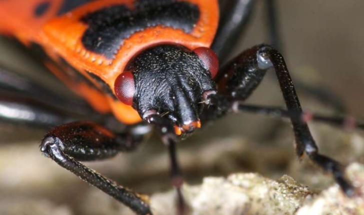 Pyrrhocoris apterus (Linnaeus, 1758)