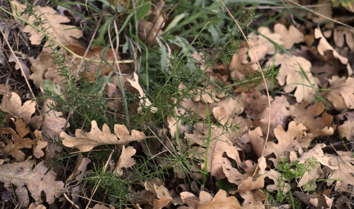 Genista scorpius