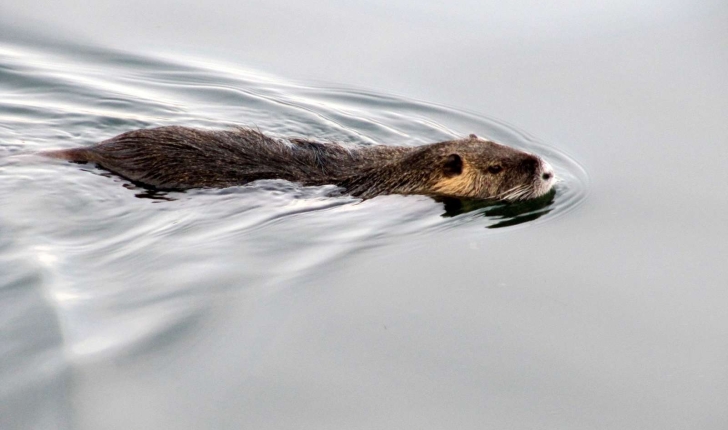 Myocastor coypus (Molina, 1782) 