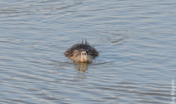 Myocastor coypus (Molina, 1782) 