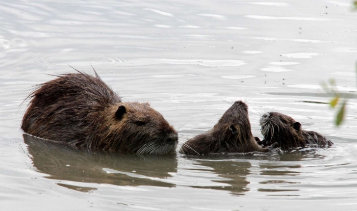 Myocastor coypus (Molina, 1782) 