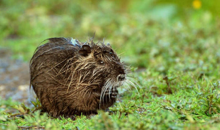 Jeune ragondin (Myocastor coypus)