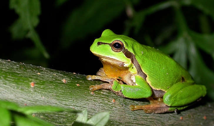 Hyla arborea (Linné,1758)