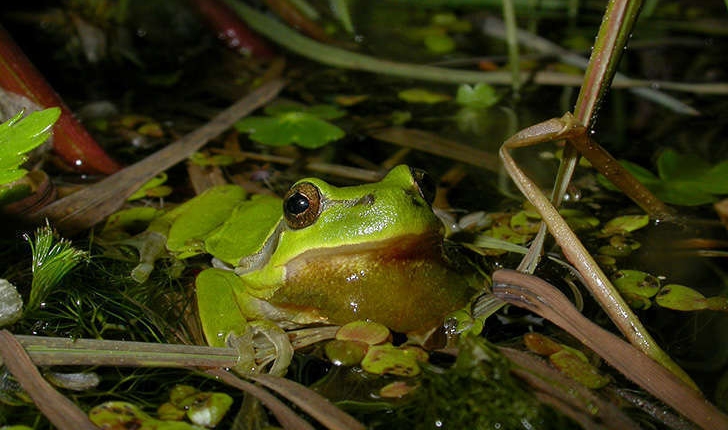 Hyla arborea (Linné,1758)