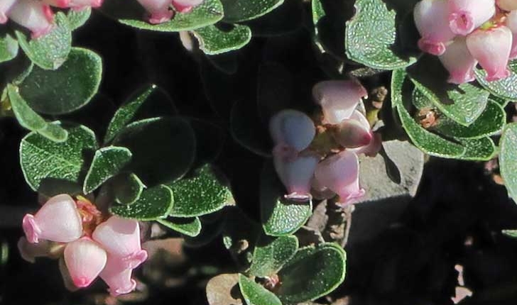 Arctostaphylos uva-ursi