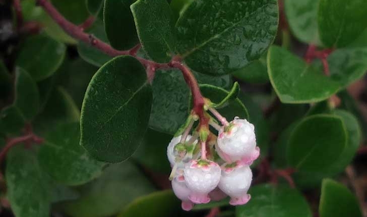 Arctostaphylos uva-ursi