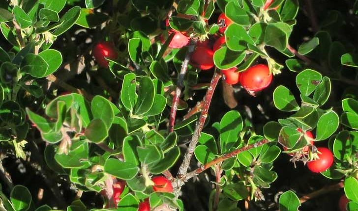 Arctostaphylos uva-ursi