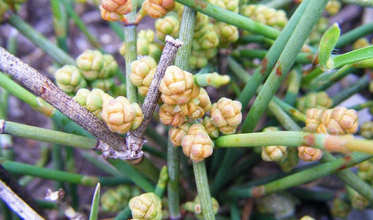 Ephedra distachya (Linné, 1758)