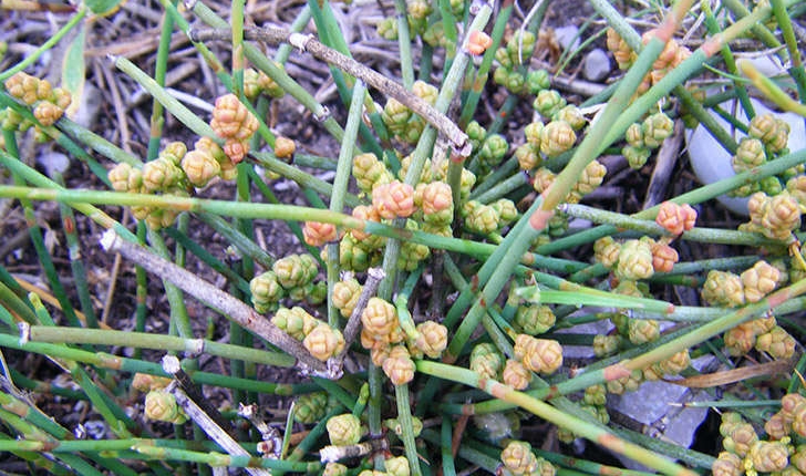 Ephedra distachya (Linné, 1758)