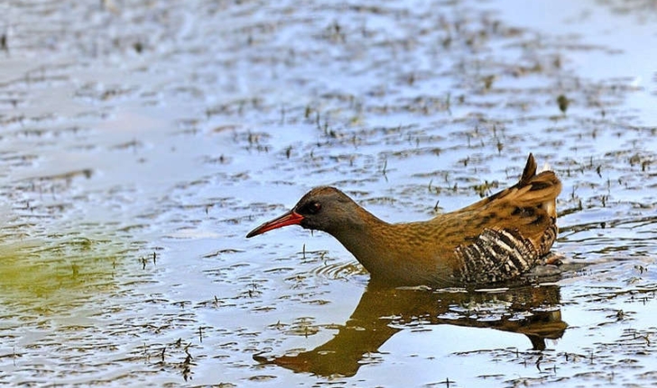 Rallus aquaticus (Linnaeus, 1758)