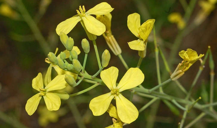 Raphanus raphanistrum (L., 1753)