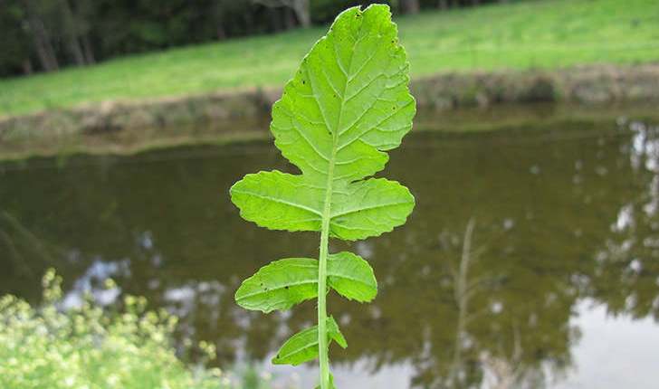 Raphanus raphanistrum (L., 1753)