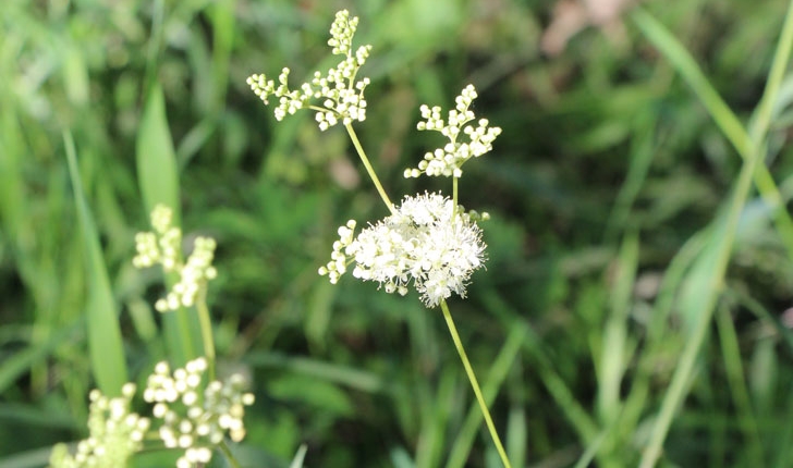 Filipendula ulmaria