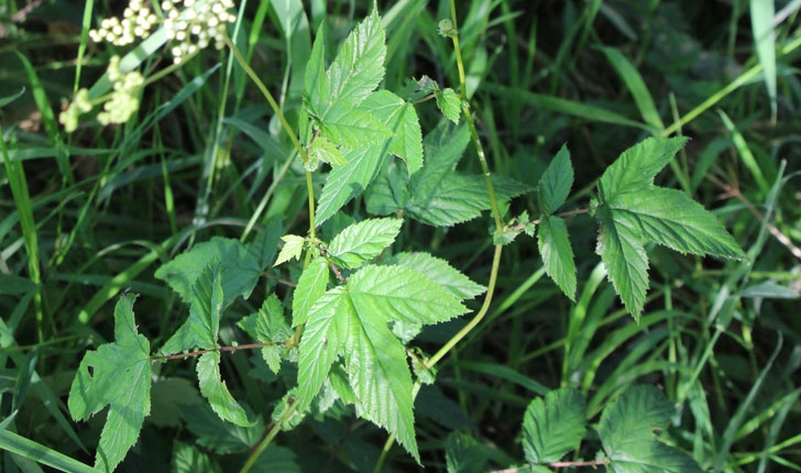 Filipendula ulmaria