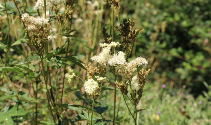 Filipendula ulmaria
