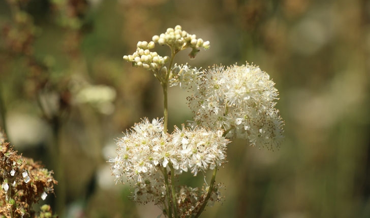 Filipendula ulmaria