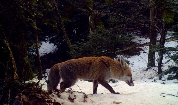 Vulpes vulpes (Linné, 1758)