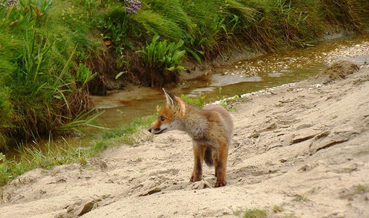 Vulpes vulpes (Linné, 1758)