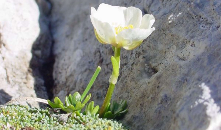 Ranunculus glacialis L., 1753